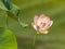 Holy lotus flower in pond