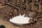 Holy rats drinking milk from a bowl, Karni Mata Temple, Deshnok, India