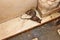 Holy rats in Karni temple, Bikaner