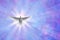 Holy spirit dove on shining sky with rays