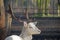 Holy St Hubert deer, albino fallow deer