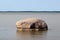 Holy stone, an erratic boulder and famous natural monument in Vistula lagoon near Tolkmicko, Northern Poland