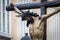 Holy Week in Cadiz,Spain. Christ of Mercy and Our Lady of Tears, La Piedad.