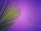 Holy Week, Lent, Palm Sunday, Good Friday, Easter Sunday Concept. Palm leaf in purple background with copy space.