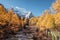 Holy Xiannairi mountain in autumn pine forest at Yading nature reserve