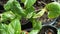 Homalomena and alocasia vareigated plant leafe for decoration house garden