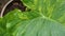 homalomena and alocasia vareigated plant leafe for decoration house garden