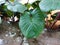 Homalomena leaf photo with raindrops sticking to the leaf surface