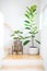 Homalomena Wallisii or King of Heart plant and rubber tree or Ficus elastic plant, in pot loft style and round white pot with