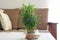 Home Bamboo water plant, green leaves bamboo plant in living room
