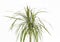 Home beautiful flower Dracaena, white background, isolate, close-up