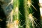 Home cactus Cephalocereus close-up