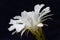 Home cactus flower in autumn closeup