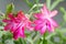 Home cactus flowers Schlumbergera