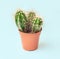 home cactus plant in pot isolated on blue background. Houseplant hobby concept