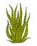 Home cactus plants or flower. Cozy cute element. Exotic or tropical succulent with prickles. Engraved hand drawn in old