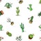 Home cactus plants with prickles and nature elements in pots and flowers. exotic or tropical. various succulents