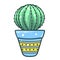 Home cactus, potted succulent desert plant for house decor