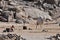 Home camels in the village of local residents of the Arabian desert, Egypt.