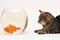 Home cat and a gold fish.