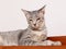 Home cat relaxing lazy on wooden cupboard portrait