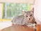 Home cat relaxing lazy on wooden cupboard portrait