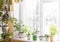 Home cozy interior with different green potted house plants near window and on windowsill in sunny winter day.