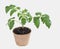 Home Cultivated Tomato Seedling in Fiber Pot