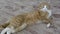 Home cute pet is resting on the carpet. The ginger tabby kitten is dozing lounging on the carpet