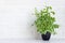 Home decor - indoor green plant in flower pot on white brick wall background.