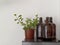 Home decoration close up no person empty bottles and green plant on red pot