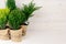 Home decoration of different young green conifer plants in pots with copy space on beige wood table.