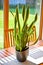 Home decoration of a Sansevieria plant in a pot