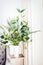 Home decoration with white vase and green indoor plant bunch