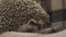 home decorative hedgehog curled up in a ball