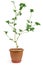 Home decorative plant in pot