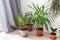 Home decorative plants