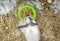 Home decorative rabbit in a gray cage of gray-white color. Rabbit eats from a green bowl. A series of photos of a cute and fluffy