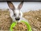 Home decorative rabbit in a gray cage of gray-white color. Rabbit eats from a green bowl. A series of photos of a cute and fluffy