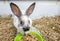 Home decorative rabbit in a gray cage of gray-white color. Rabbit eats from a green bowl. A series of photos of a cute and fluffy