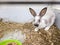 Home decorative rabbit in a gray cage of gray-white color. Rabbit eats from a green bowl. A series of photos of a cute and fluffy