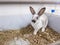 Home decorative rabbit in a gray cage of gray-white color. Rabbit eats from a green bowl. A series of photos of a cute and fluffy