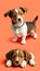 Home dog pet dog material dog animal photo illustration