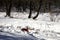 Home dog in the winter forest. The little dog walks alone in the snow.