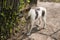 Home dog on the yard. Four-footed friend. Loyalty