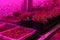 Home edible garden. Young microgreens and sprouts growing in containers with artificial light