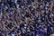 Home fans of Sanfrecce Hiroshima