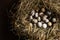 Home farm. Quail eggs in the nest