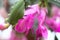 A home flower with blooming pink flowers is very close. Blur