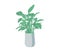 Home flower in a flowerpot, green plant with leaves, flat style